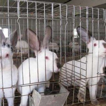 桂林大型肉兔養殖場優質公母兔出售