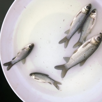 長(zhǎng)江草魚苗鯽魚苗中科三號(hào)，工程鯽魚