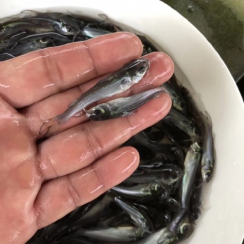 江團(tuán)魚苗，斑點(diǎn)叉尾魚苗。武鯧邊魚苗，羅非魚苗