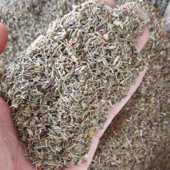 千里香粉 調味品香辛料 廠家 琦軒食品 廣東東莞