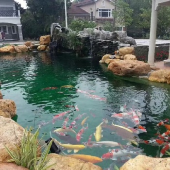 天然黃蠟石、黃蠟石原石石、庭院魚池圍邊置景、烏龜曬臺造景石