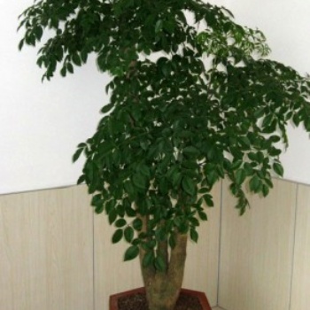 供應富貴樹 招財樹 東莞花卉租賃 天堂鳥 幸福樹 紅掌