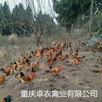 南充養(yǎng)殖紅羽青腳土雞苗市場(chǎng) 求購南充周邊紅羽雞苗廠家電話