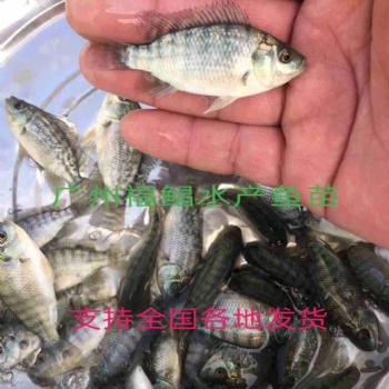 羅非魚苗，羅非水花苗，海南1號(hào)，新吉富，蘇丹紅羅非苗，澳泥羅非苗