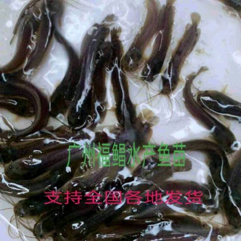 塘鲺魚、塘角魚、角角魚、角角丁、黃臘丁、胡子鯰、鰍魚、滑魚