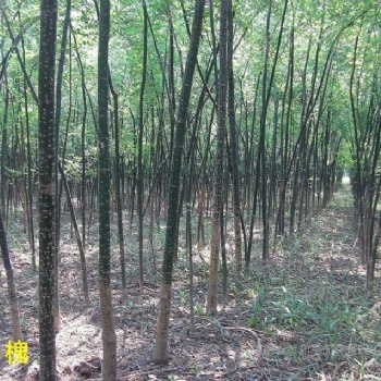山西刺槐，國槐，楊樹，柳樹，法桐，香花槐
