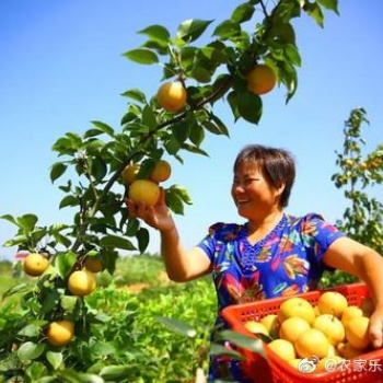 長沙周邊好的水果基地在羅王古寨