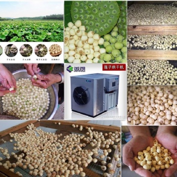 蓮子、蓮子芯烘干#廣州金凱熱泵烘干設備#烘干除濕一體機
