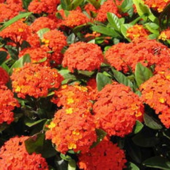 供應龍船花 桂花 東莞植物護理 百日紅 繡球花 薔薇花