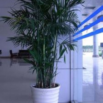 供應夏威夷竹 東莞植物租擺 散尾葵 棕竹 鳳尾竹 富貴竹