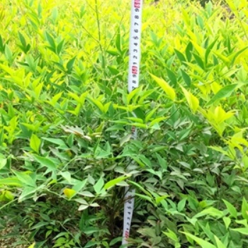 成都南天竹基地_批發(fā)南天竹_價(jià)格_成都苗木_名川園藝場(chǎng)