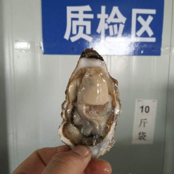 山東乳山牡蠣加工廠 生蠔批發價格