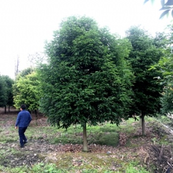 成都天竺桂基地 批發(fā)天竺桂 提供天竺桂價(jià)格 圖片 郫都區(qū)名川園藝場(chǎng)