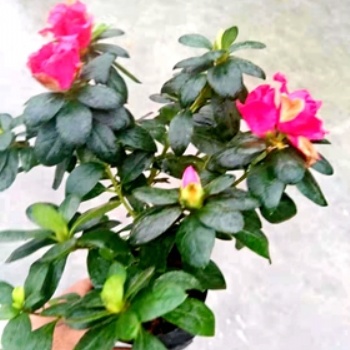 成都比利時(shí)杜鵑基地名川園藝場(chǎng)供應(yīng)西洋鵑