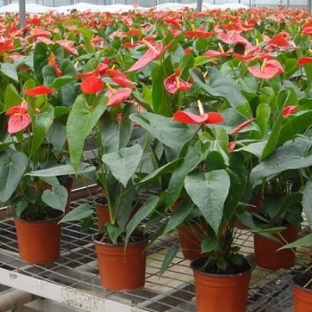 長島縣花卉溫室蝴蝶蘭種植移動式苗床鍍鋅是苗床