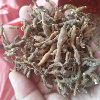 九節菖蒲空氣能烘干機-西萊特掌握核心科技智能運行