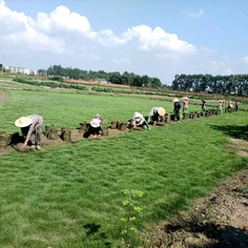 細葉結縷草 四川細葉結縷草基地 批發細葉結縷草 名川園藝場