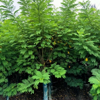 成都黃花槐基地 近期黃花槐價(jià)格 報(bào)價(jià) 圖片 成都苗木 名川園藝場(chǎng)