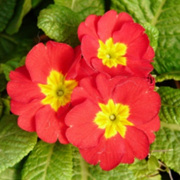 報(bào)春花 批發(fā)優(yōu)質(zhì)報(bào)春花 報(bào)春花價(jià)格 成都苗木 名川園藝場(chǎng)