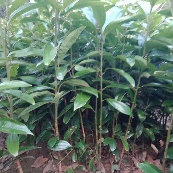 供應肉桂苗和玉桂苗和桂皮苗廣西種苗部