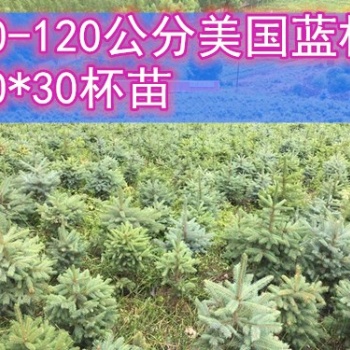 8年生 30*30杯 60-100公分美國藍杉樹苗 吉林貨源