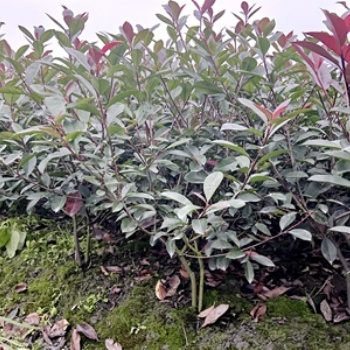 紅葉石楠毛籠型_成都紅葉石楠基地_紅葉石楠價(jià)格_名川園藝場