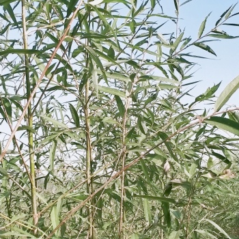 速生竹柳 竹柳苗 截桿苗竹柳段
