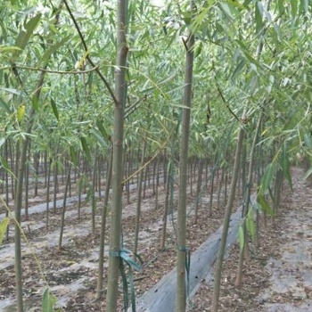 速生柳，也稱竹柳、速生竹柳，為楊柳科（Salicaceae）柳屬植物。