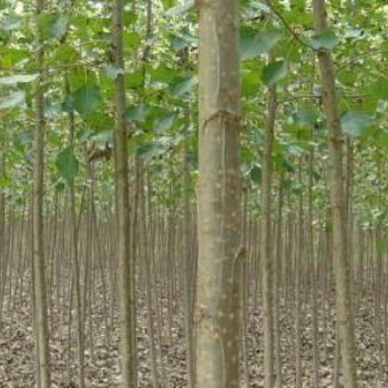 達軒農林楊樹基地，楊樹產地，楊樹綠化苗木