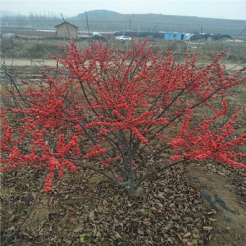 泰安北美冬青樹苗價格 三年北美冬青樹苗種植基地