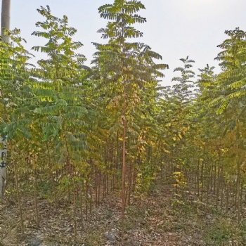 達軒農林大量出售速生刺槐
