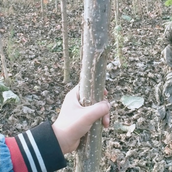 出售107楊108楊無絮楊達軒農林