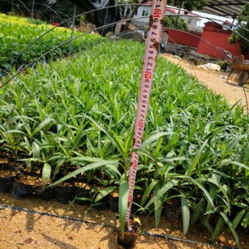 翠花蘆莉耐寒室外露天 多年生宿根庭院 別墅盆栽地栽好養花卉