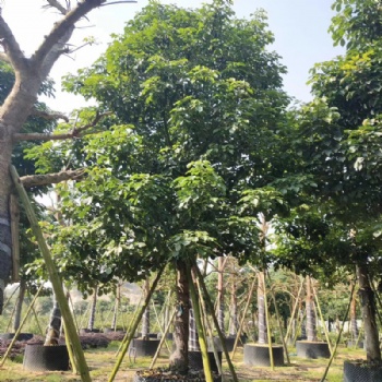 秋楓基地 園林綠化苗木 產地 大量供應