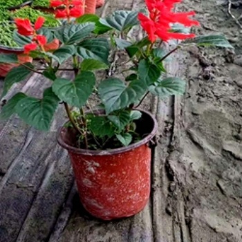 成都草花一串紅 基地 批發(fā) 價格 圖片 成都苗木 名川園藝場