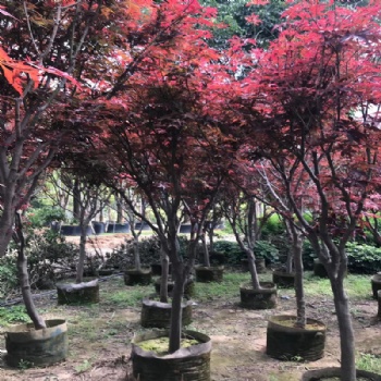 紅楓庭院綠化植物 綠化苗木 產地