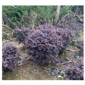 紅花繼木球工程綠化苗木 道路園林景觀 大量供應