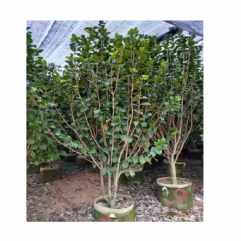 茶花盆栽基地批發 四季茶花開花不斷