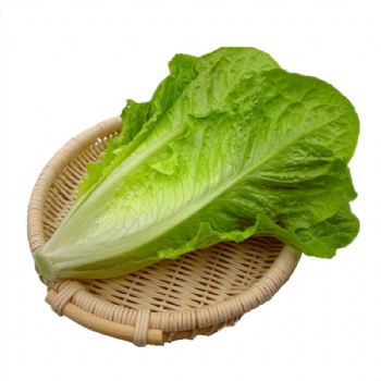 羅馬生菜散葉新鮮果蔬綠色蔬菜沙拉火鍋西餐食材批發銷售餐飲門店西餐廳酒店供應超市直供全國物流冷鏈保鮮上