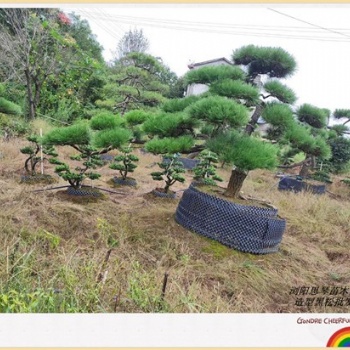 優質別墅用苗_造型黑松苗木_瀏陽精品黑松基地批發找張總