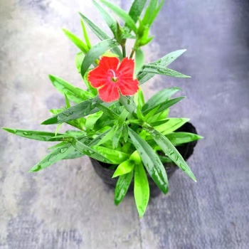 成都草花基地郫都區名川園藝場長期供應石竹花