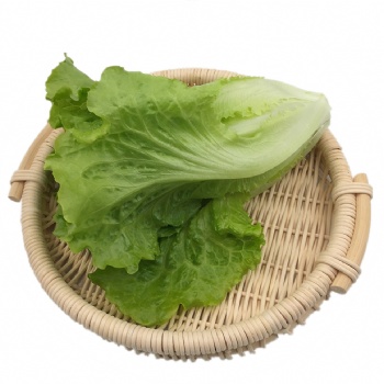 西班牙生菜新鮮花葉花邊西餐配菜果蔬綠色蔬菜沙拉火鍋食材批發銷售
