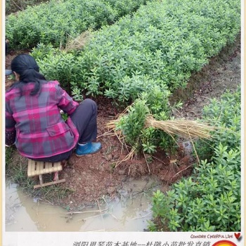 湖南金絲桃.瀏陽金絲桃苗木基地找張總