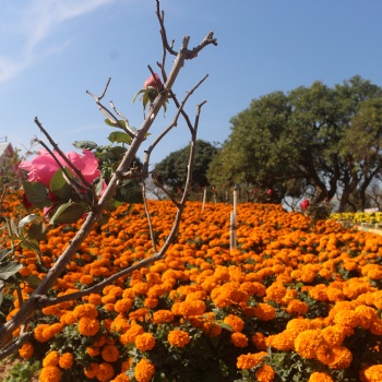 東莞市周邊秋冬時節可以看花拍照徒步休閑游玩的地方