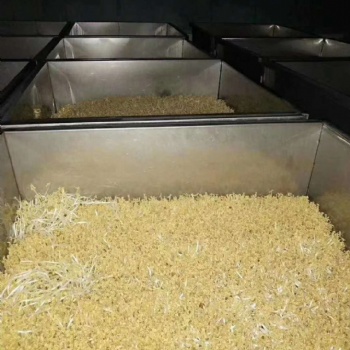 智能化淋水跑道豆芽生產線設備