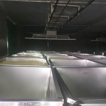 云南大型商用淋水跑道豆芽生產線設備