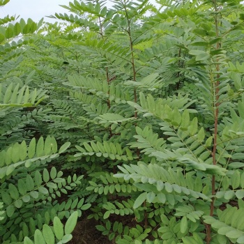新品種無刺槐 速生刺槐 刺槐小苗 成活率高 荒山造林