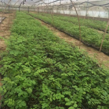 新品種無刺槐 速生刺槐小苗 刺槐成活率高 安徽批發