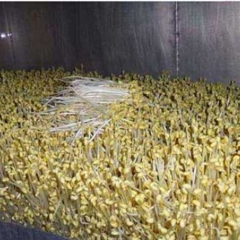 江西大型商用豆芽生產線廠家供應