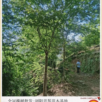 批發全冠櫸樹苗木-瀏陽移栽櫸樹等你來搶批找思琴苗木